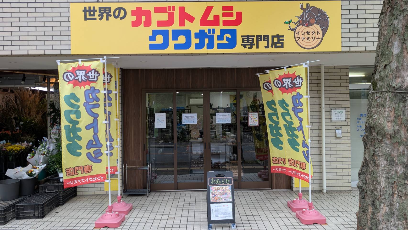 世界のカブトムシ・クワガタ専門店【インセクトファミリー】
